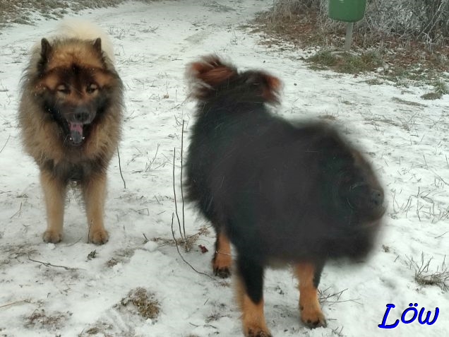 21.1.2025 - Schüttelhund
